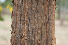 Bridelia retusa